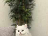 BRITISH LONGHAIR YAVRULARIM 