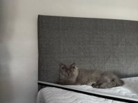 4 AYLIK YAVRU KEDİLER
