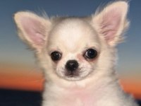 Harika chihuahua yavruları
