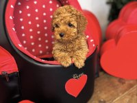 Toy poodle bebekleri