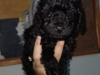 Toy poodle yavrular siyah