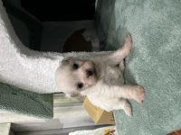 Minik yavru köpekler yeni yuvasına gitmeye hazırlar