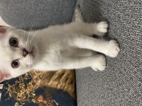 Safkan british longhair dişi yavrusu