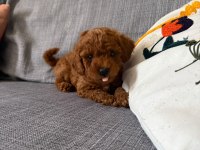 Görüntülü Aramaya Açık Toy Poodle Yavrum