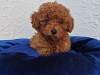 ŞİRİN KALİTELİ ORJİNAL TOY POODLE YAVRULAR