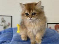Ankarada ziyarete açık golden british longhair