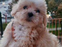 Akıl Küpü Minik Maltipoo Paticik