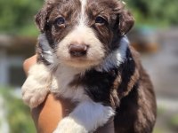 Border Collie Yavruları