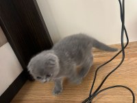 3 aylık dişi scottish fold