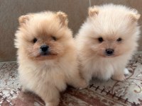 2 Aylık Pomeranian Köpeğimiz