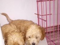 Oyuncu bebislerim yeni ailelerini bekliyor maltipoo