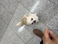 Erkek şivava köpeğimi çiftleştirmek