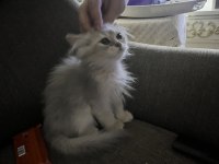 2 buçuk aylık british longhair bebeğimiz