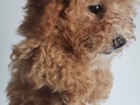 Toy Poodle 3 Aylık Dişi