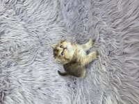 Ayı surat prenses kedim yeni ailesini arıyor