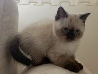 British Shorthair Bluepoint 2 aylık yavrular