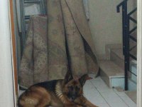 K9 Alman Kurdu