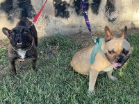 French bulldog ana baba orijinal