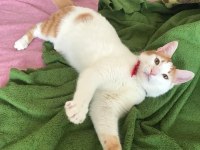EVDEN ATILMIŞ KEDİCİĞE ACİL ÖMÜRLÜK YUVA ARIYORUZ!