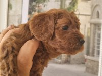 Safkan Toy Poodle Yavrularımız