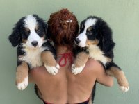 A KALİTE BERNESE MOUNTAİN DOG YAVRULAR