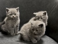 Şımarık british shorthair kızlarım