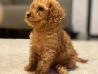 40 günlük poodle yavrularımız yeni sahiplerini bekliyor