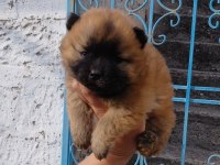 Çin Aslanı Köpeği