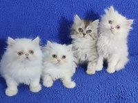 YENİ YUVASINA GİTMEYE HAZIR  BRİTİSH PONÇİKLER