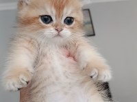 Safkan british shorthair yavrular