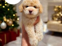Mini boy toy poodle