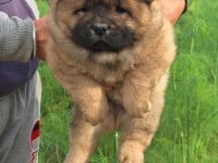 A KALİTE BEYAZ CHOW CHOW YAVRULAR