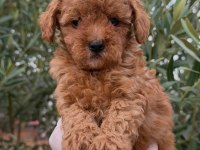 Minicik toy poodle