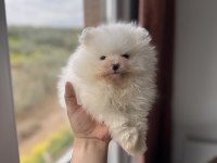 İlgi Delisi Pomeranian Boo
