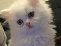British longhair 4 aylık