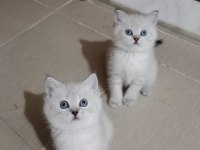 Safkam A Kalite Silver Point Kediler