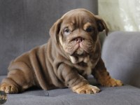SİTENİN EN ŞİRİN İNGİLİZ BULLDOG YAVRULARI