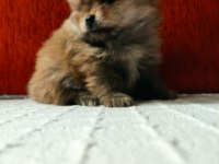 Pomeranian Boo köpekler