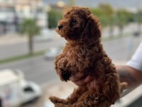 Saf kan toy poodle