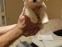 Maltese yavru 2 aylık