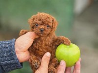 Şecereli Kore Teacup Toy Poodle