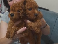 Ev ortamı poodle bebekler