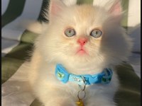 British longhair yavrular