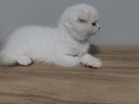 Scottish fold kedimize yuva olurmusun