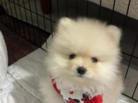 Pomeranian boo tatlı köpüşler