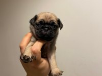 Pug yavrular