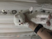 2 dişi ve 1 erkek british longhair rezerveye açık