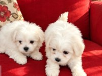 Maltese terrier yavrularımız
