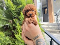 Orjinal Toy Poodle Yavrularımız
