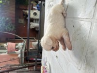 Sütten kesilmiş Bir aylık Safkan Dişi Maltese Terrier